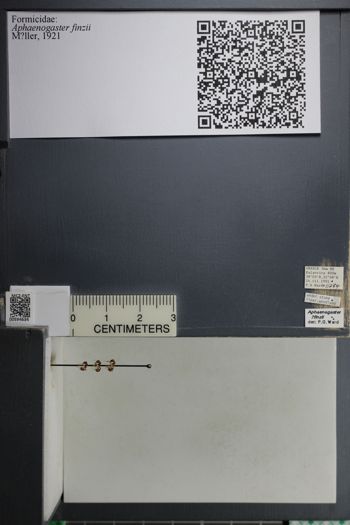 Media type: image;   Entomology 594634